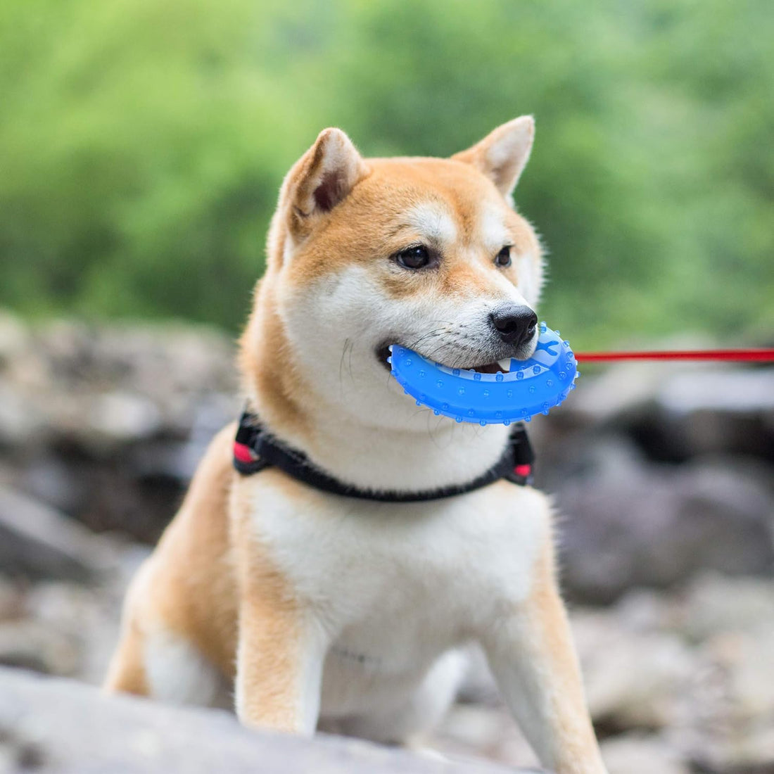 Cooling Teething Chew Toy for Dogs & Puppies