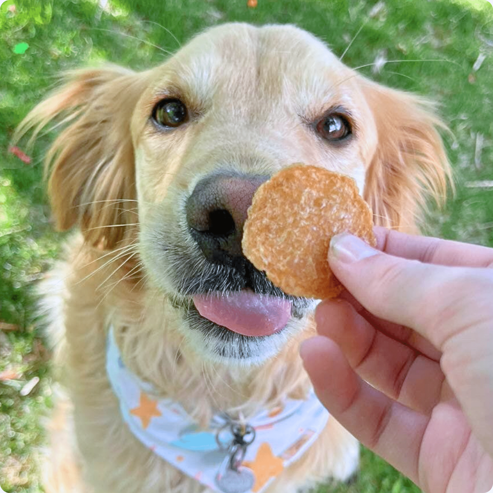 Chicken Chips for Dogs | All-Natural Single-Ingredient Dog Treats