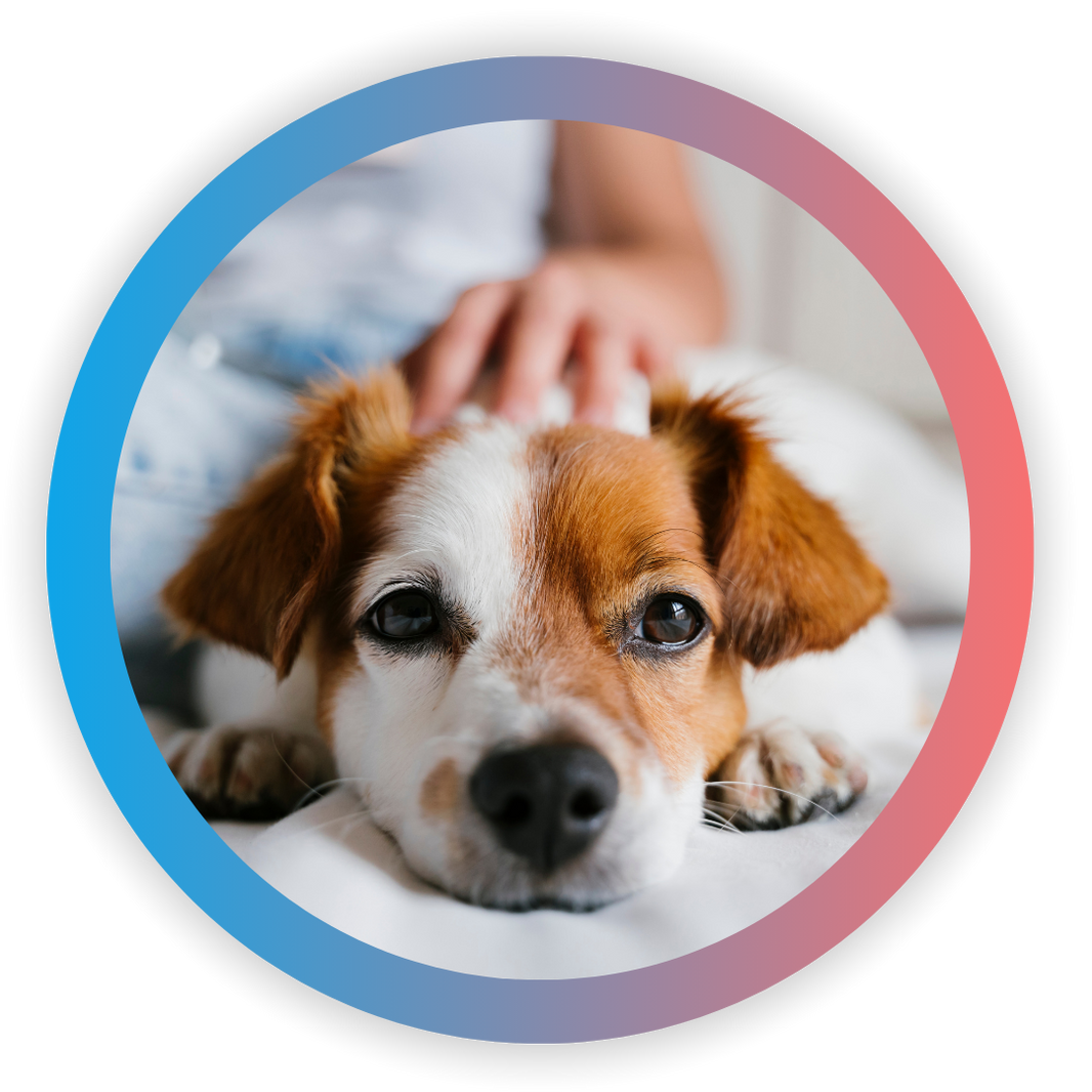A circular graphic featuring a close-up photo of a brown and white dog lying down while being pet on the head by a person's hand. The photo is centered within a circular frame that has a blue-to-purple-to-pink gradient border, set against a solid black background.