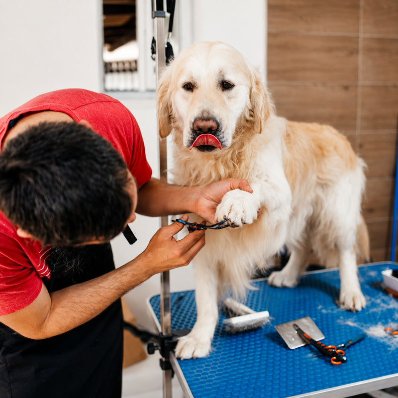 Grooming Essentials