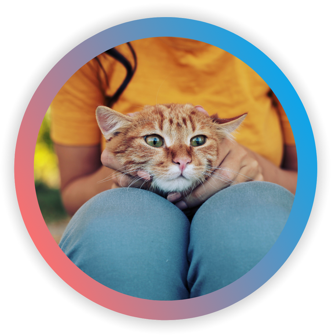 A circular graphic featuring a close-up photo of an orange tabby cat being held by a person wearing a yellow shirt and blue jeans, framed by a blue-to-pink gradient border on a white background.